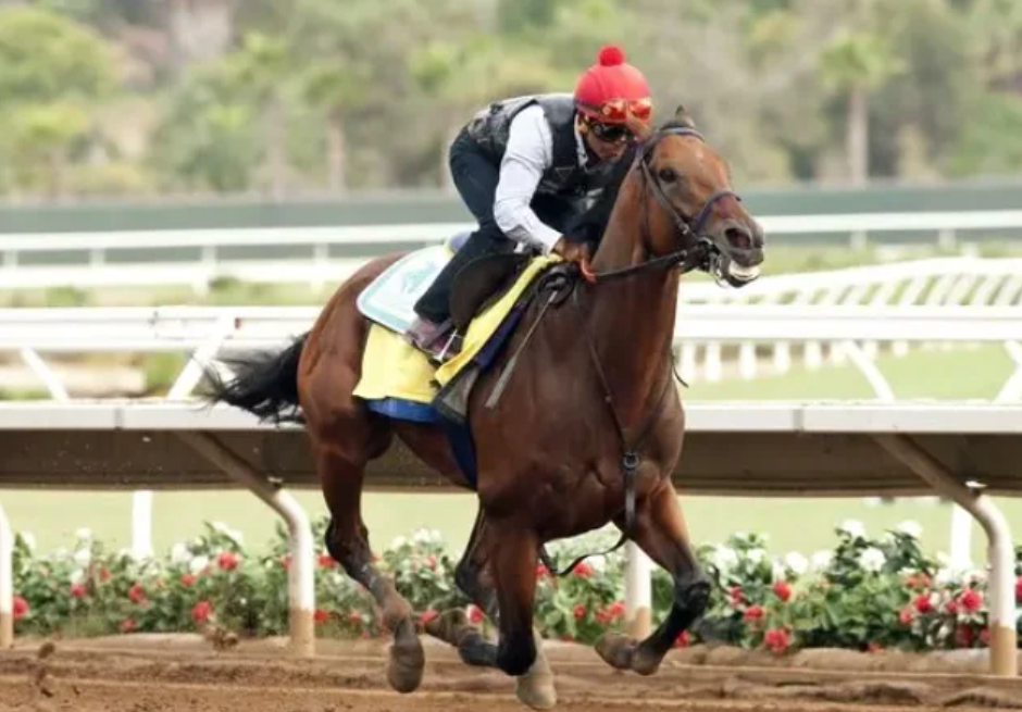 francechevalturf vip